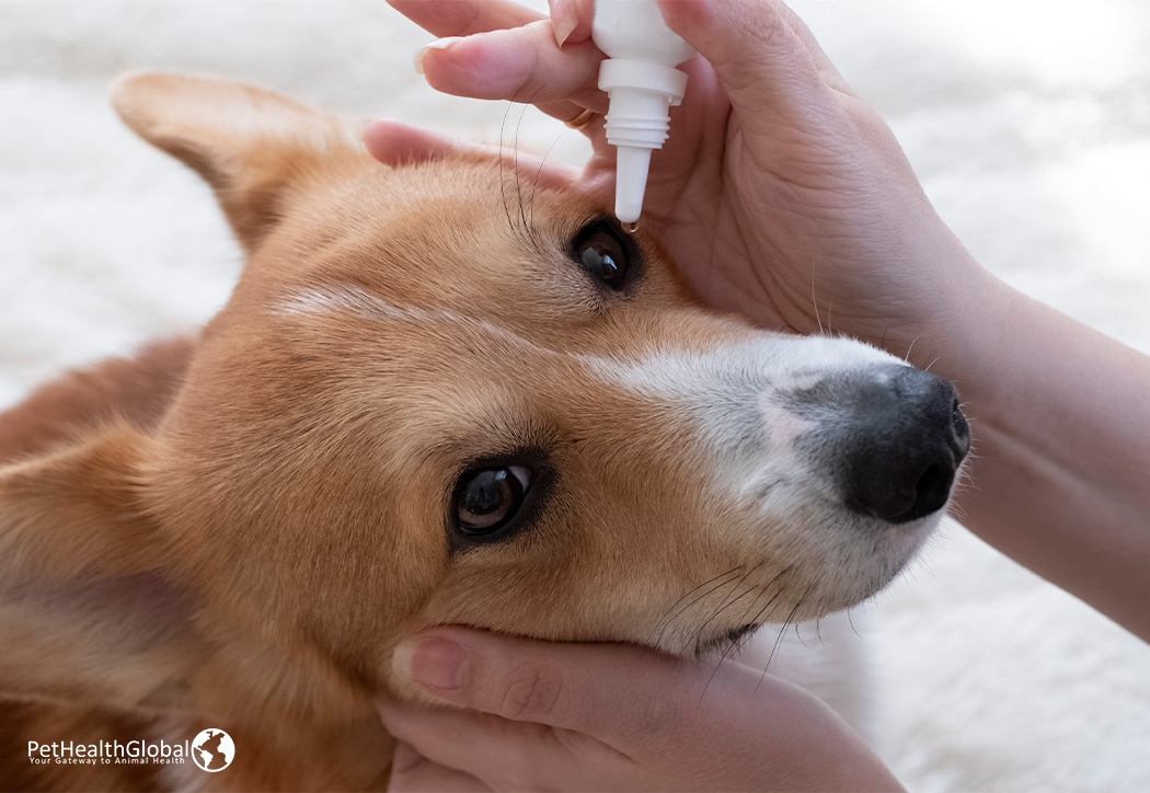 A person putting dog eye drops in the eyes of a dog-collagen eye drops