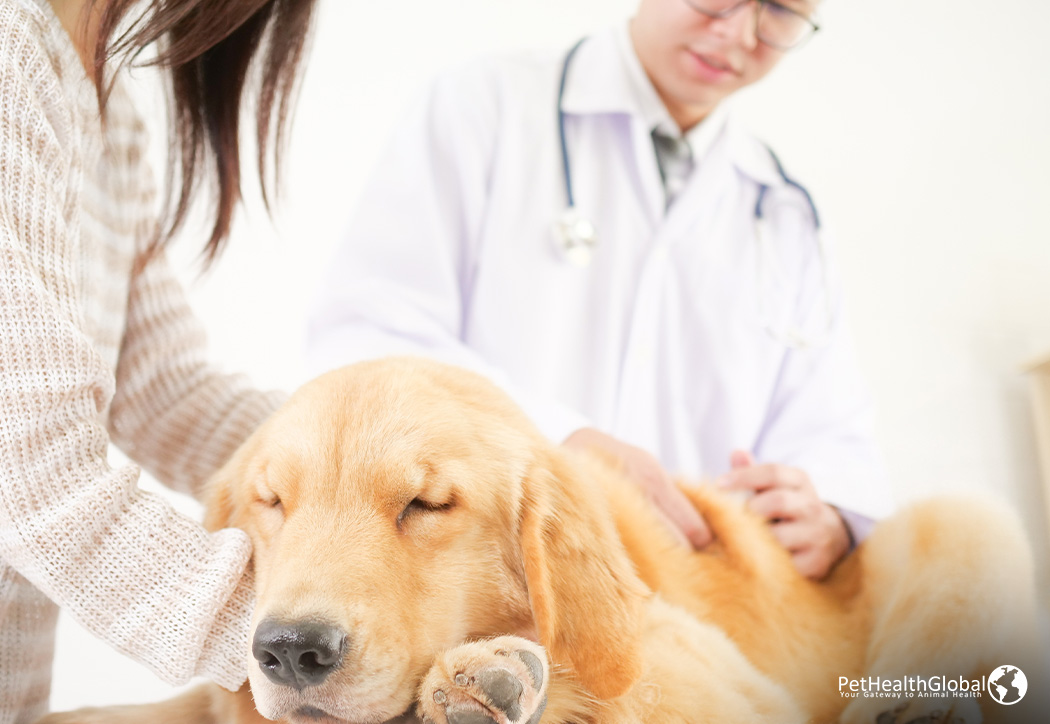 A veterinarian checking the dog of a person-lanosterol eye drops for cataracts