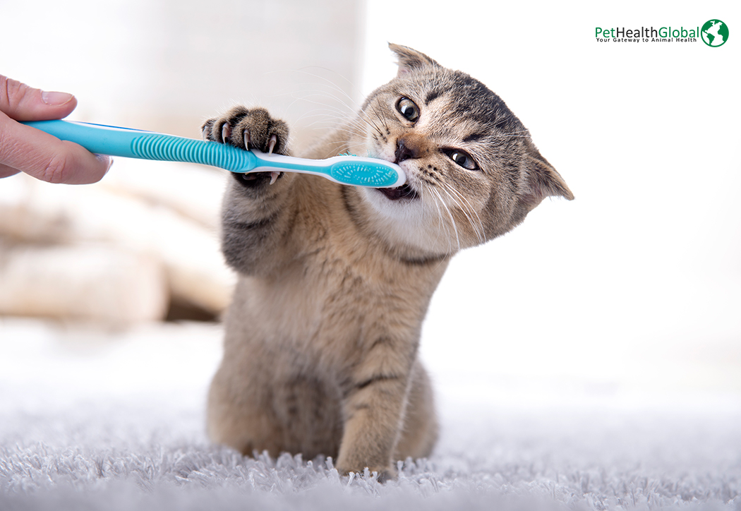 Brushing Your Pet Cat’s Teeth