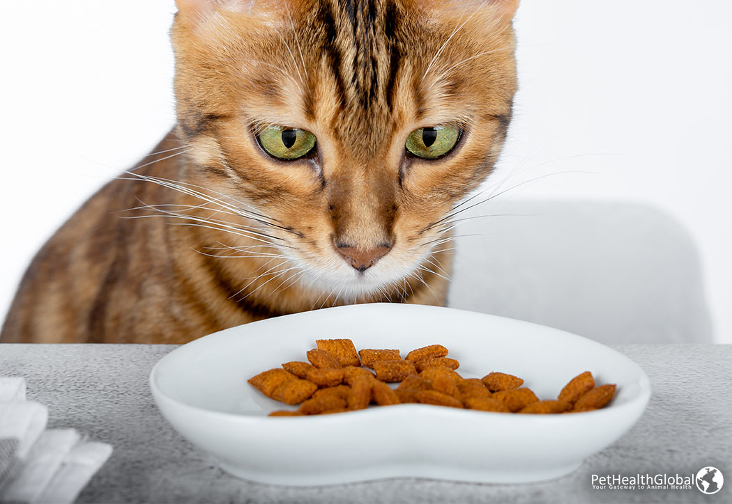 Cat Food with Pet Supplements