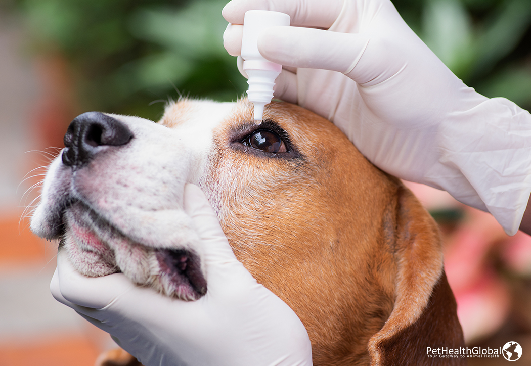  Using Eye Drops On Pet Dog